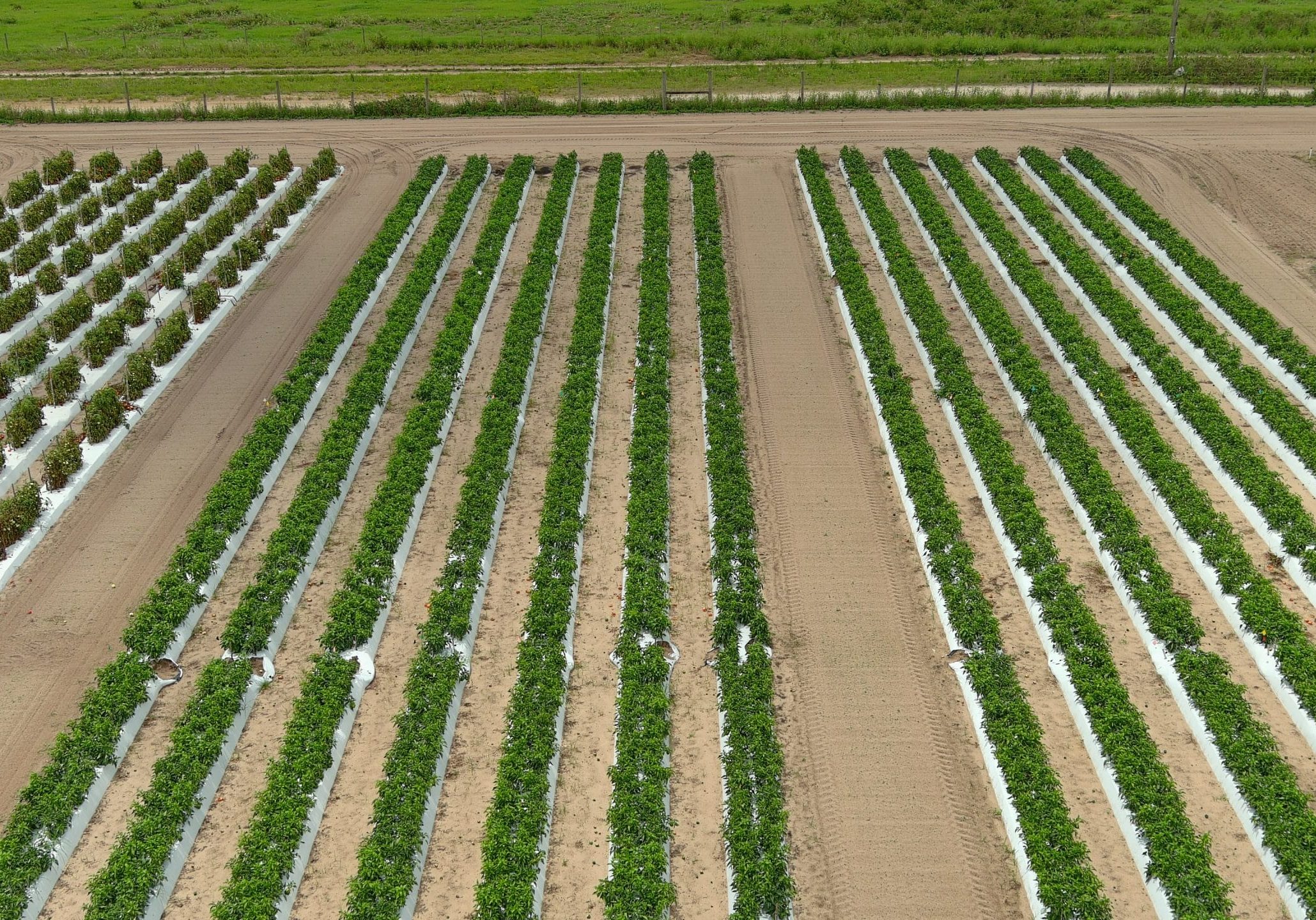 Aerial view of a farm field with multiple rows of crops. Each row is covered with white plastic mulch to aid growth. The soil is neatly tilled, and distant greenery outlines the field. The layout suggests organized agricultural practices.